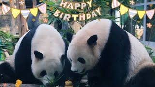 5.23 Happy Birthday to Meng Bao & Meng Yu #panda #birthday #mengbao #mengyu #beijingzoo