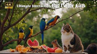  Ultimate Interactive Cat TV for Cats (4K HDR) ~ Birds and Squirrels for Hours of Fun ⭐ 9 HOURS ⭐