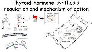 Thyroid hormone synthesis, regulation and mechanism of action