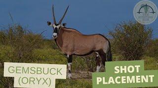 Gemsbuck (Oryx) | Shot Placement