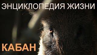 Boar - Encyclopedia of Life | Film Studio Aves