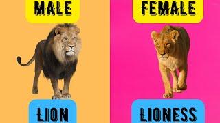 Animal Names & their Genders| Male & Female Animals in English for Kids Toddlers Kindergarten