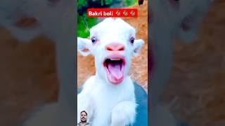 Bakri boli myan!! #viralvideo #funny #ytshorts #ytshorts #animals #sheep