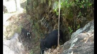 Big tusky boar bailed by dogs. Pig launches into the air when shot. Awesome footage!