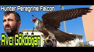 Avcı Gökdoğan. Hunter Peregrine Falcon. Kılıç Kanat, Alaca Doğan, 300 metreden bıldırcını gördü