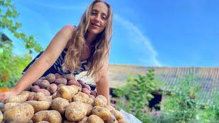 Potato Reveal 2024 | Harvest Potatoes With Me | Harvesting Barefoot