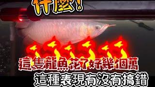 『樂魚愉人水族』究竟花錢買龍魚 這樣子的表現到底值不值得⋯⋯