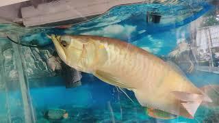 Gaint arowana jump  dropping eyes problem