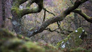 Can this improve your woodland photography?