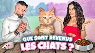  Réponse à la POLÉMIQUE sur les CHATS   : Ce que vous devez savoir !