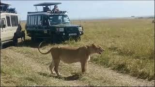 Lions hide use cars to hide food from hyenas