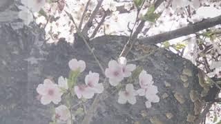 kAIちゃん　お花見桜の巻