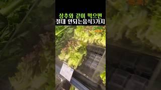 상추와 함께 먹지말아야할 음식3가지 #건강밥상 #건강정보