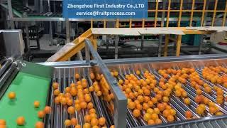 kumquat washing sorting packing line，fruits washing grading box weighing system