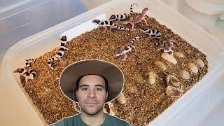 Leopard Gecko BABIES galore! | 2023