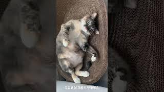 호야~ 스크래쳐 좋아냥
