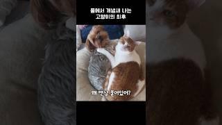 고양이 목욕 진짜 괜히 시켰다