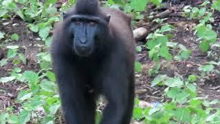 The Crested Black Macaques of Pulau Bacan in the Moluccas, Indonesia