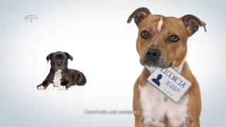 SegurosVeterinarios.com.- Campaña de concienciación de la Tenencia Responsable Perros PPP