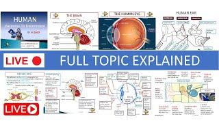 GRADE 12 LIFE SCIENCES : NERVOUS SYSTEM (BRAIN, SPINAL CORD, REFLEX ARC, EYE,  EAR) THUNDEREDUC