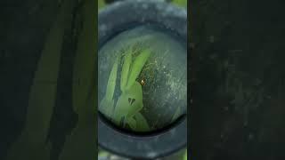 sneaky snake #dayz #gamer #gaming #pvp