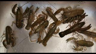 Catch Yabby 和老爷子一起抓澳洲小龙虾，爆炒十三香