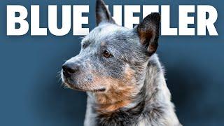 Blue Heeler Dog - Pros and Cons Of Owning An Australian Cattle Dog