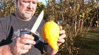 I Grew One of the Rarest Citrus Fruits in the world? I Think... | Citron