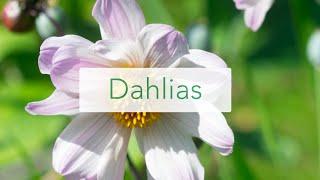 Dahlia Tubers from Peter Nyssen to buy this spring for summer time flowers