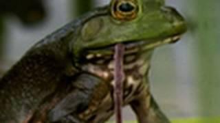 Bullfrogs Eat Everything | National Geographic