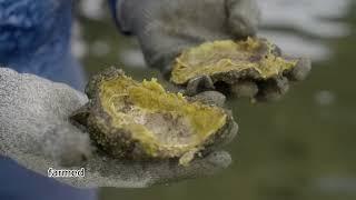 Behind The Scenes Look Into Oyster Farming | Discover Florida Channel