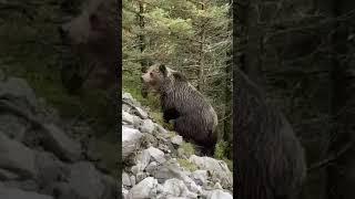 Niedźwiedź w Tatrach - bliskie spotkanie