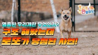 방치견을 구조했는데 로또가 당첨되었습니다! #진돗개키우기 #진돗개입양 #진도견입양 #진돗개교육 #진돗개훈련
