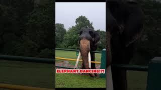 #1ELEPHANT DANCING #Funny #Mudhumalai #Ooty #Nilgiris #Masinagudi #ElephantFeeding #Theppakadu