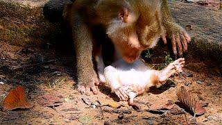 BreakingHeart!... Mommy Monkey LIBBY Ga-ve_Bi-rt-h_Ne-wb-or-n LEO Monkey Sa-fe_Mom Say sorry