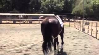 Long Reining: part 4