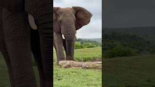 Elephant bull chases crocodile from fresh water drinking spot in africa