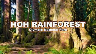 Hoh Rainforest  Best Things to do | Olympic National Park Washington  ️