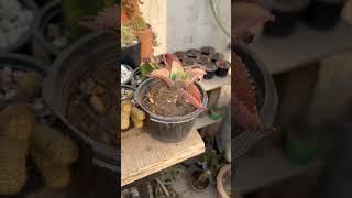 Mother of Thousands Plant  kalanchoes