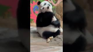 熊猫宝宝太可爱了，来妈妈亲一下 #panda #pandacub  #animals #pandachina  #giantpanda  #cute #funny #cutepanda