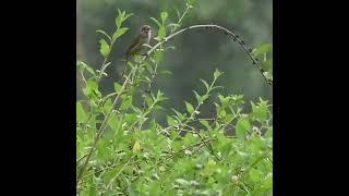 thick billed warbler