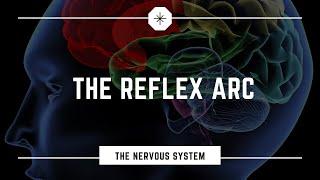 What is a Reflex?