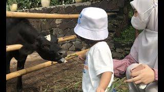 DAGO DAIRY FARM BANDUNG - WISATA EDUKATIF