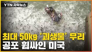 [자막뉴스] '몸길이 1미터, 최대 50kg'...美 덮은 공포의 외래종 / YTN