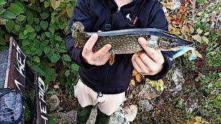 Jesenje varalicarenje stuke (Zapadna.M) fishing pike