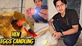 Hen eggs candling kar di