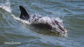 Atlantic City Cruises Dolphin Watching Adventure