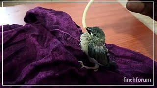 How to start hand feeding your finches  ||  Java Finch baby Growth stages  ||  How to Tame finches