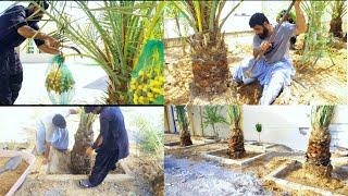 Pardesi Munda beautifull Date palm working from dubai