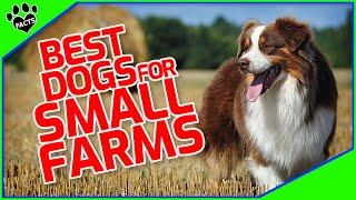 Top 10 Best Dogs for Small Farms - Heroes of the Homestead - Dogs 101